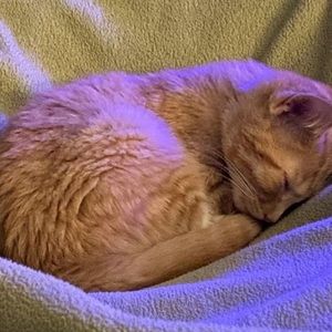 Meet your Posher, Nikki